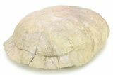 Fossil Tortoise (Stylemys) with Visible Limb Bone - Wyoming #281492-3